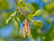 Betula pendula ROTH - Common Birch