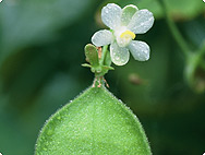 Cardiospermum halicacabum L. - Habitat Cardiospermum halicacabum L. - Habitat