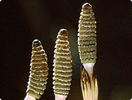 Equisetum arvense L. – Botanical characteristics