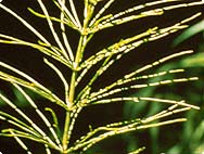 Equisetum arvense L. – Horsetail