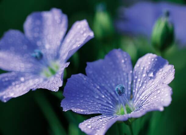 Linum Llein Linum Llein