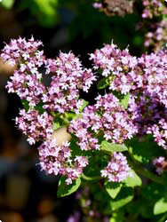 Kräuter und Gewürze Oregano Blüte