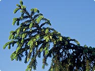 Vorkommen: Picea abies (L.) - Fichte
