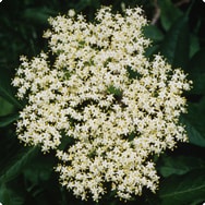 sambucus nigra L. Holunder