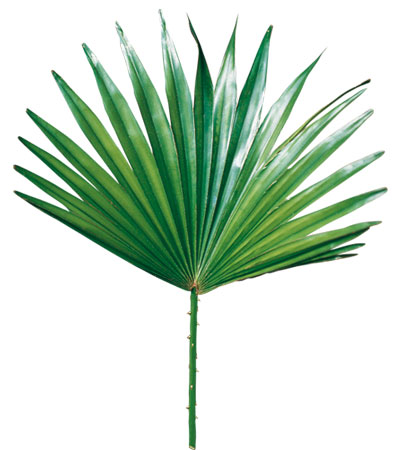 S�gepalme  Serenoa repens (BARTR.) 