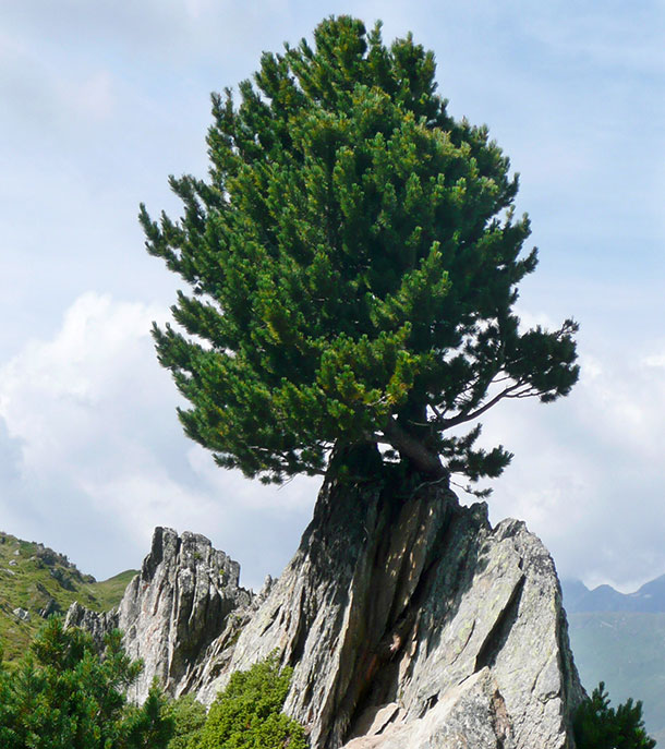 La substance active principale du pin cendré est la substance phénolique Pinosylvin contenue dans le bois, l’écorce, les aiguilles et les boutons.