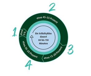 Übersicht Schlafphasen