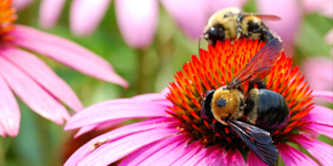 A.Vogel - La newsletter pour une santé naturelle