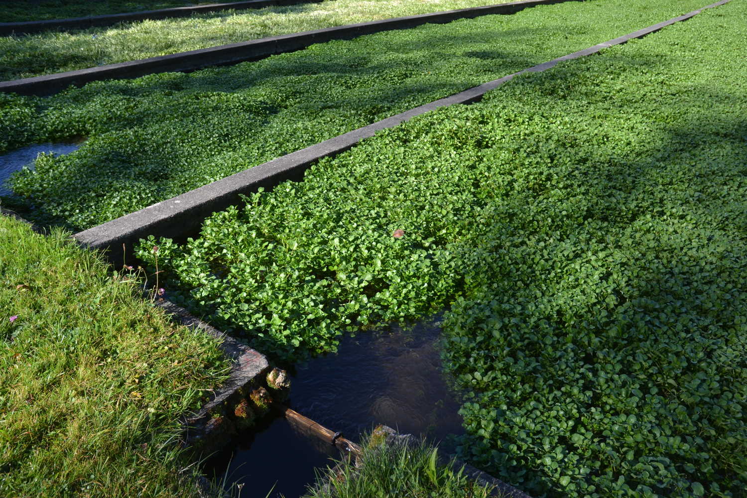 Brunnenkresse Wassermatten