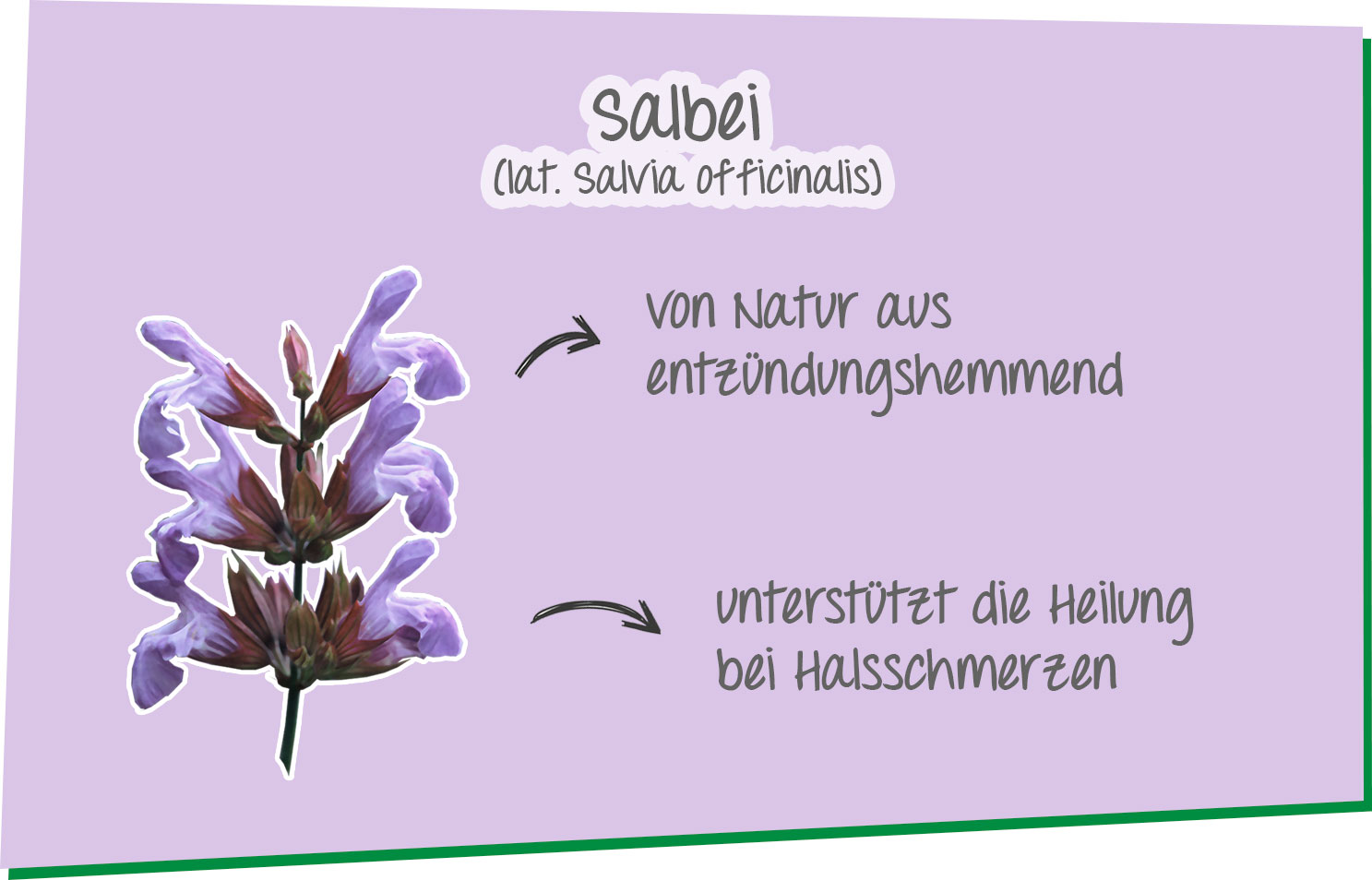 A.Vogel: Salbei wirkt entzündungshemmend Infografik zur Wirkung der Heilpflanze Salbei.