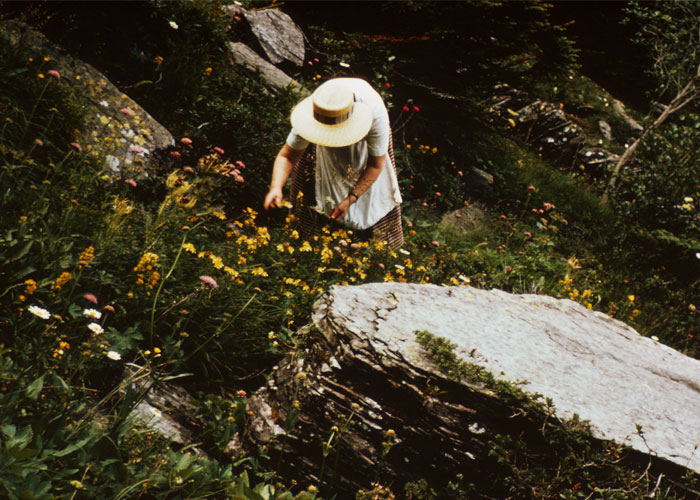 Wildsammlung versus Vertragsanbau