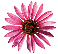 A.Vogel Echinacea purpurea Echinacée pourpre (lat. Echinacea purpurea) : Origine, effets et science