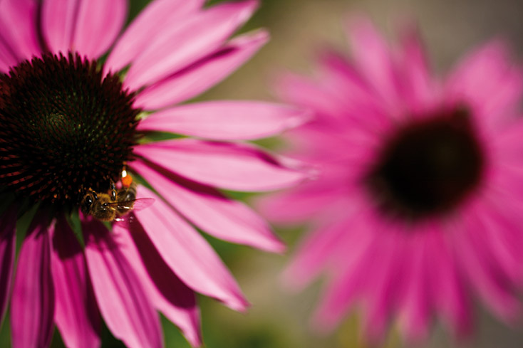 L'échinacée pourpre : une fleur appréciée des abeilles sauvages et des papillons