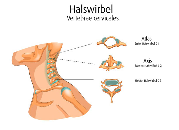 Grafik Halswirbel
