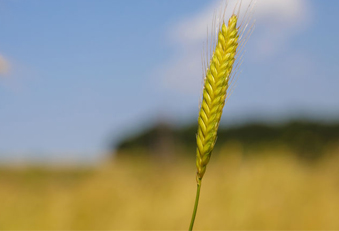 Weizen gesund oder ungesund?