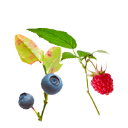 Beeren Beeren
