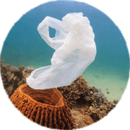 Plastik im Meer (123RF/R. Whitcombe) Plastiktüte Meer