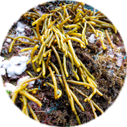 Plastik im Meer (123RF/R. Whitcombe) Plastiktüte Meer