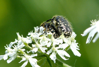 Insektensterben