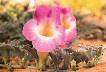 Teufelskralle mit Blüte und Samen