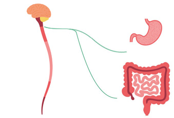 Vagusnerv mit Magen und Darm