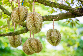 Durianfrüchte am Baum