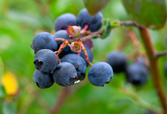 Heidelbeeren