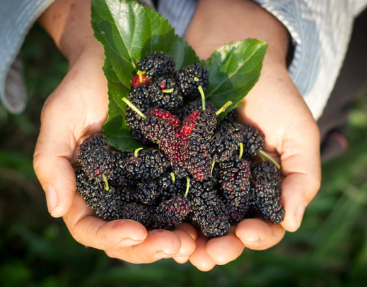 Hände mit Maulbeeren