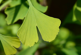 Ginkgo-Blätter am Baum