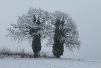 verschneite Bäume