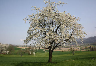 Baum mit Blüten