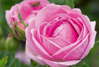 Damaszener Rose