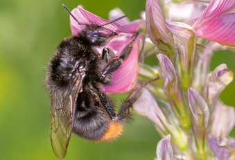 Rotschwanzhummel an der Gemeinen Esparsette