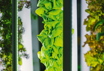 Salate in einer Vertical Farming Anlage