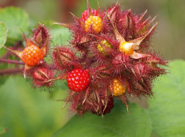 Rubus phoenicolasius