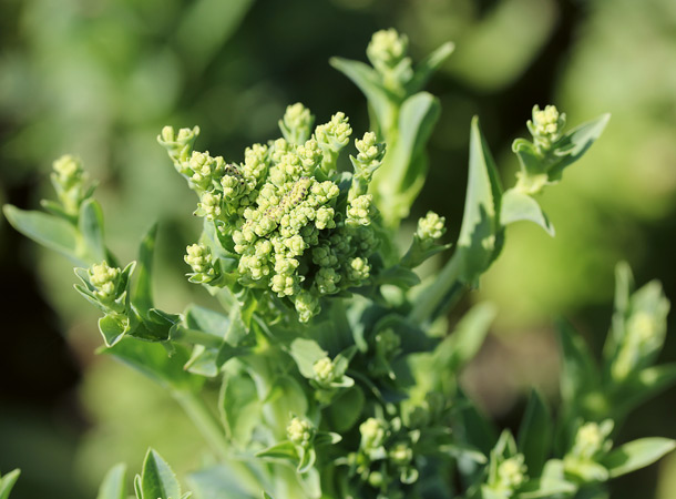 Lattich mit wachsenden Blüten