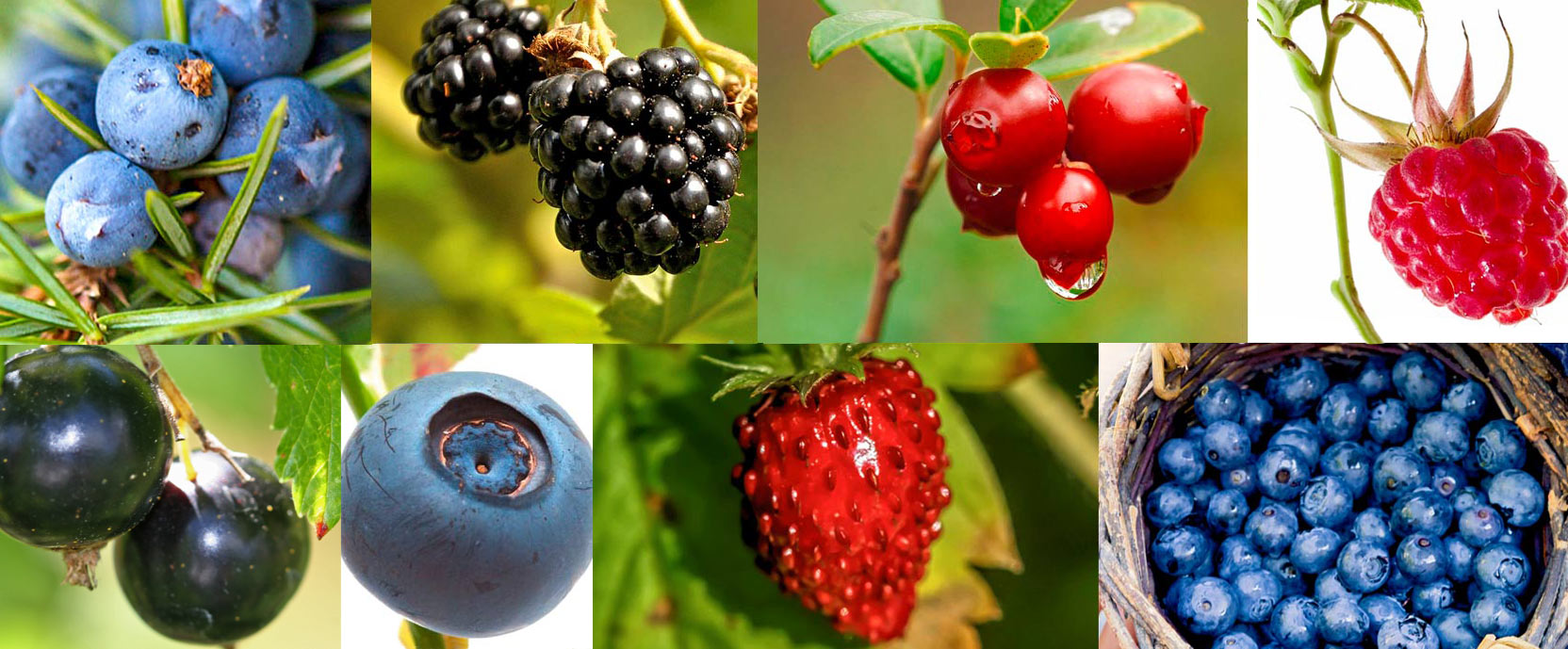 Gesundes Beerenobst | A.Vogel