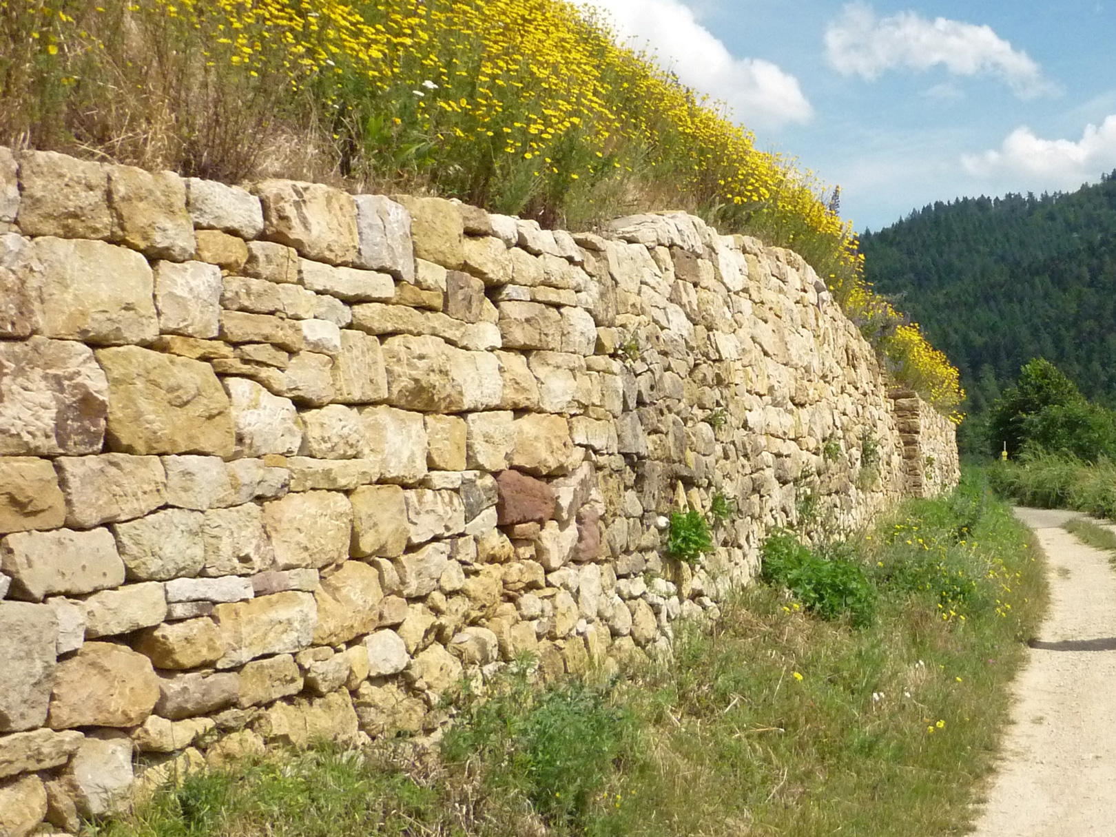 Man sieht neben einem Naturweg eine schöne grosse Trockenmauer, die einiges an Nistplatz für Wildbienen bietet..