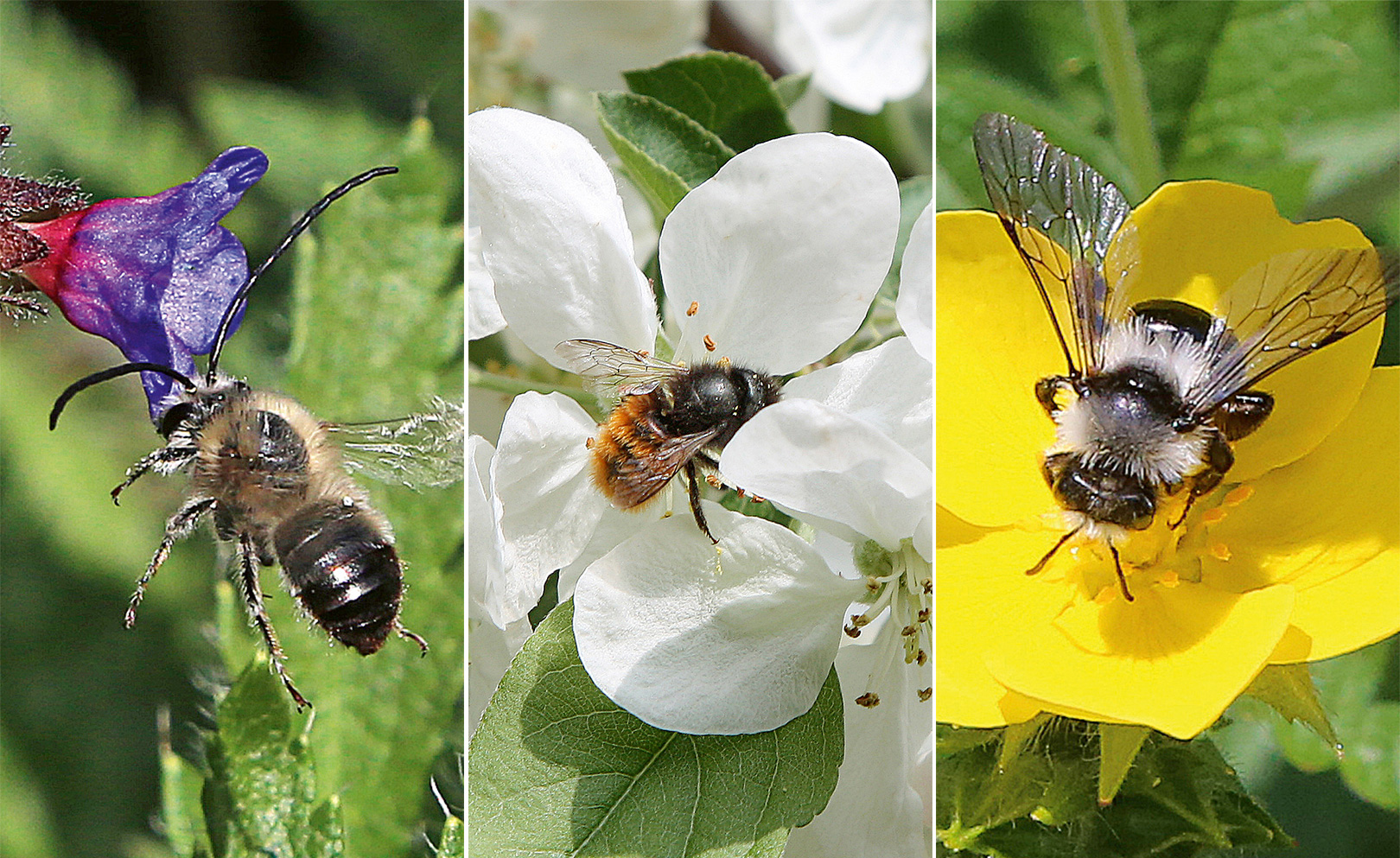 De gauche à droite, vous pouvez voir trois espèces d'abeilles sauvages dans la nature. Abeille longicorne, abeille maçonne, abeille à fourrure commune