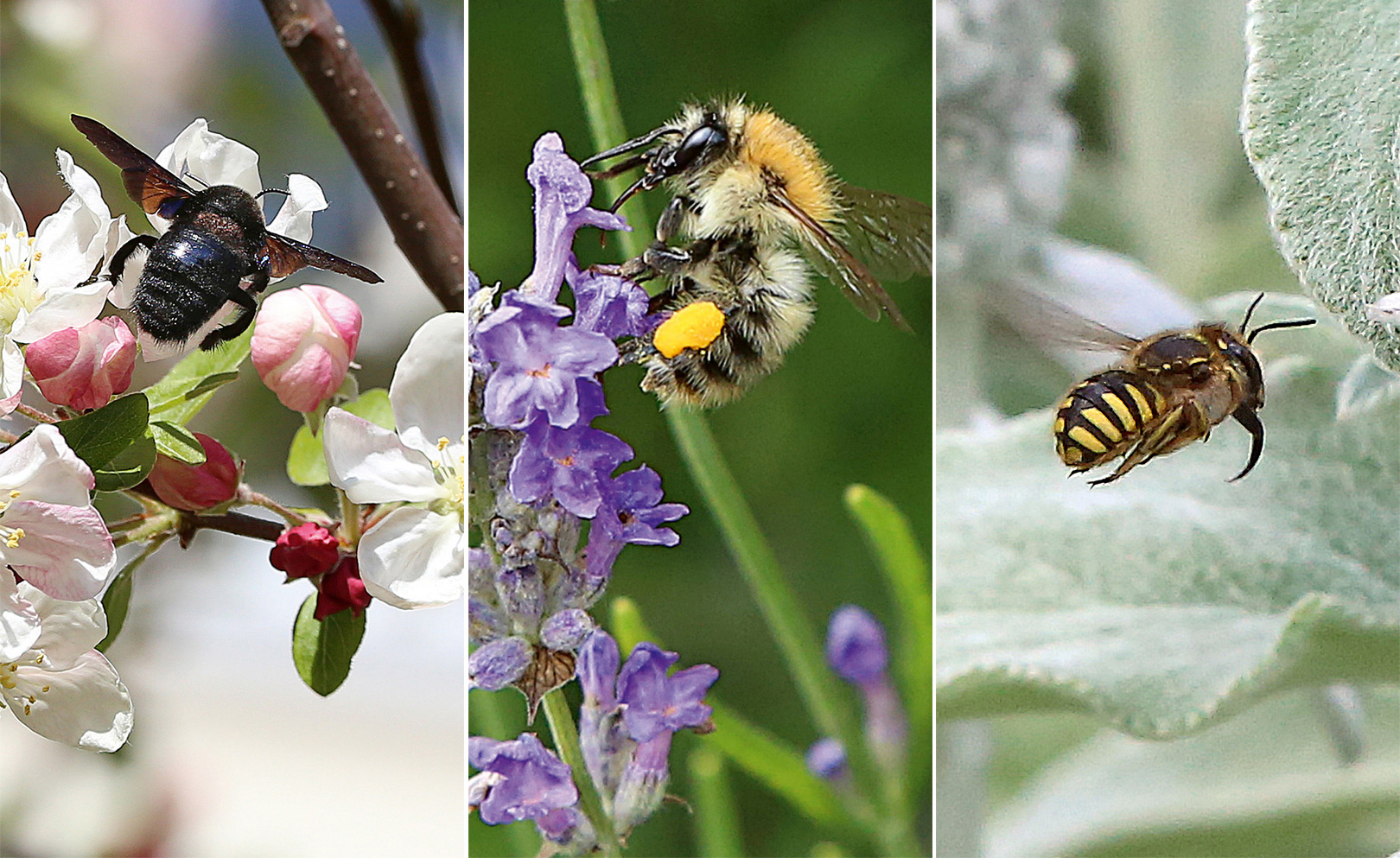 De gauche à droite, vous pouvez voir trois espèces d'abeilles sauvages dans la nature. abeille charpentière, bourdon arboricole, abeille charpentière, bourdon arboricole, abeille laineuse