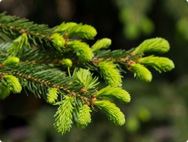 A.Vogel toussez Vous toussez ? Les bourgeons de sapin soulagent le pharynx