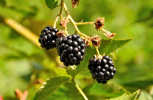 Gesundes Beerenobst | A.Vogel