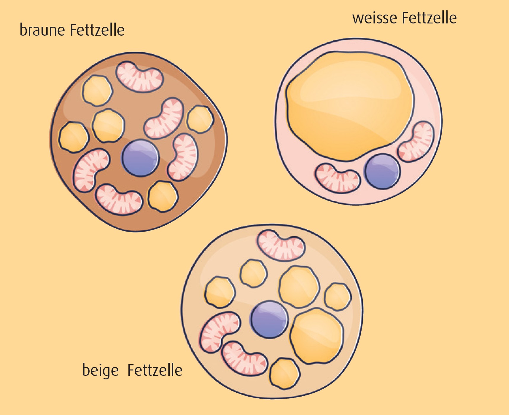 Fettzell-Typen