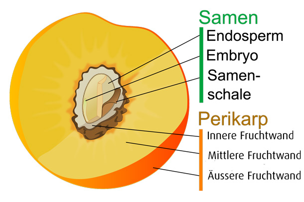 Aufbau Fruchtwände