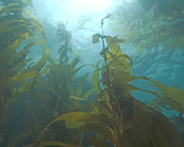 Kelp Algen im Ozean