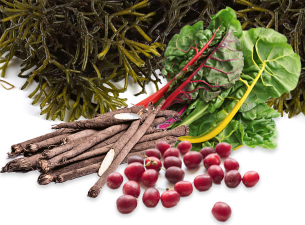 Typische Zutaten der Nordischen Küche (Foto: 123RF) Algen, Mangold, Schwarzwurzel, Kornelkirsche