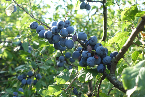 Prunus Spinosa