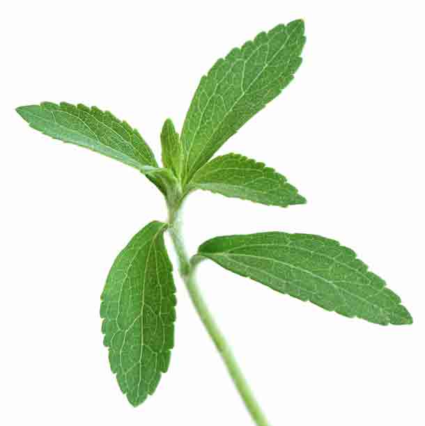 Stevia