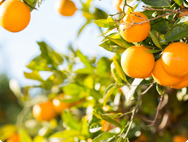 Orangen Orangen