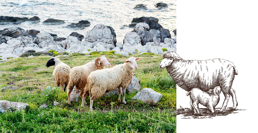 Drei Schafe stehen nah an einer steinigen Küste auf einer grünen Wiese. Daneben ist ein Mutterschaf mit ihrem säugenden Lamm illustiert.
